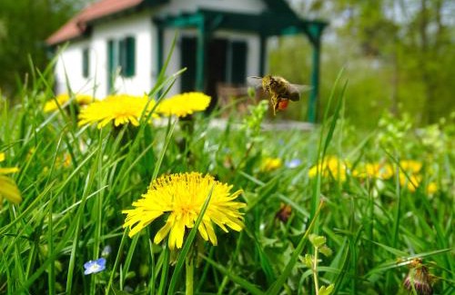 Kohfidisch House | Discover Kellerstöckl am Berg - Family-Friendly Retreat