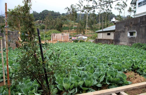 Nuwara Eliya House | Kent Guest House - 2