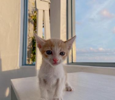 Sail Rock Beach House | Inviting Kenting Met Hi Inn: Oceanfront & Pet Friendly