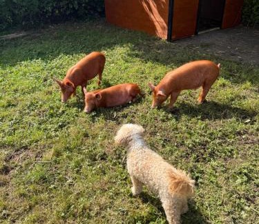 Kenton House | Discover Kenton Mill Farm: Family and Pet-Friendly Retreat