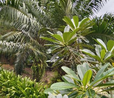 Khlong Sok Hotel | Serene Khao Sok River & Jungle Resort with Family Amenities