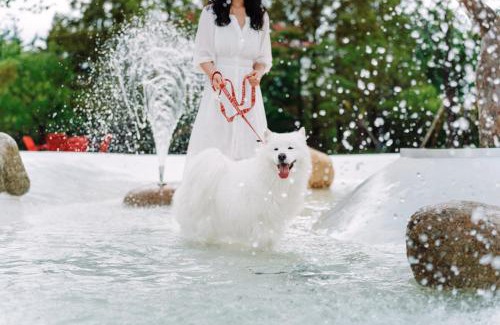 Gyeongju Hotel | Kinock Pet Hotel: A 4-Star Retreat for You and Your Pets