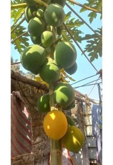 Kolkata House | Cozy Kiran Guest House with Ocean View and Pool Access