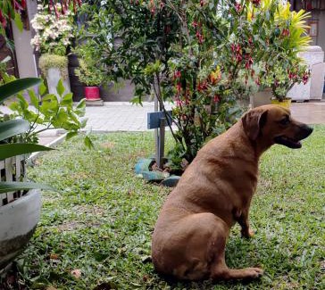 Tramandai House | Exceptional Kitnet da Elô: Pet & Child Friendly Retreat