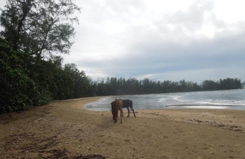 Prey Nob Resort | Oceanfront Koh Thmei Resort: Guest Rated 9.1 with Private Beach