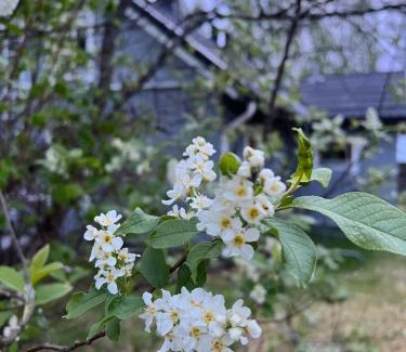 Ahmovaara Ski Chalet | Pet-Friendly Koli Freetime Cottages with Ocean Views