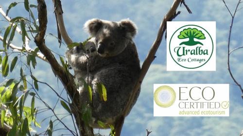 Upper Horseshoe Creek Cabin | Top-Rated Kookaburra Cottage at Uralba Eco Cottages