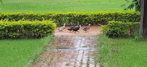 Kanker Villa | Discover KP Cottages: Pet-Friendly Retreat with Dining