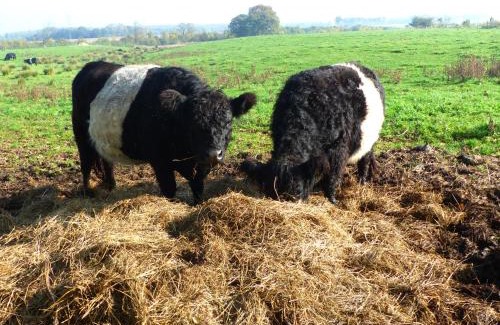 Tistrup House | Welcoming Kristiansminde Farm Holiday: Pet-Friendly Stay