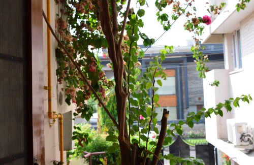 Chandigarh Apartment | Relax at Kuteer: A Peaceful Homestay in Chandigarh