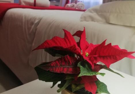 Caserta Bed & Breakfast | Pet-Friendly L'albero di giada: Guest Rated 9/10 with Breakfast