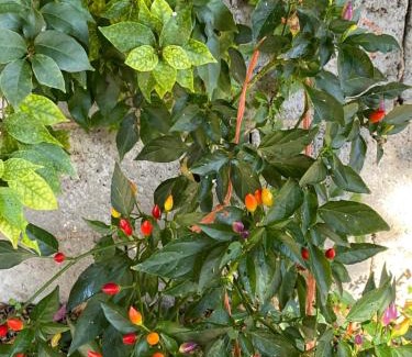 San Nicolo d'Arcidano Bed & Breakfast | Child-Friendly L'INCOGNITA with 9/10 Guest Ratings