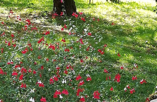 Beauregard Cottage | Experience "la Bergerie": Top-Rated Self-Catering Cottage