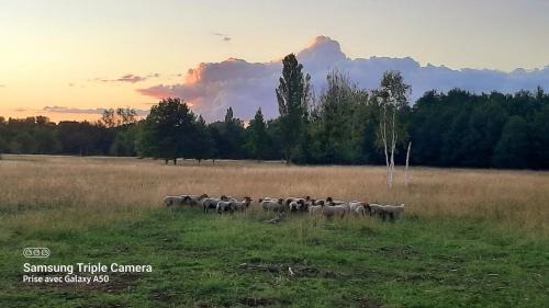 Cour-Cheverny Bed & Breakfast | Pet-Friendly Haven: La Bervinière with 10/10 Guest Ratings
