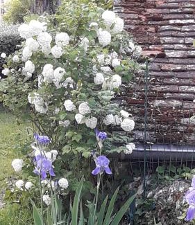 Cour-Cheverny Bed & Breakfast | Pet-Friendly Haven: La Bervinière with 10/10 Guest Ratings