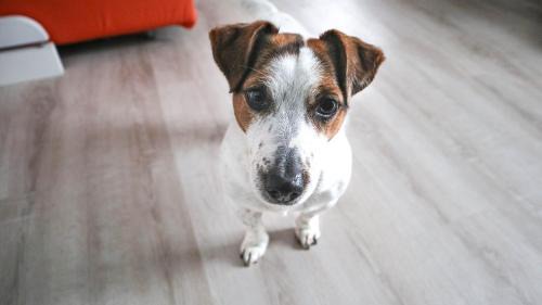 Igea Marina Apartment | Pet Friendly Haven: La Casa di Pamy - Rated 9.7/10