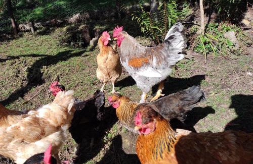 Usaquen House | Pet-Friendly La Casita de Chocolate 2 - Rated 9.2/10
