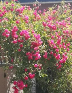 Cormeilles House | Oceanfront Escape at La Cour Du Puits - Rated 9.1