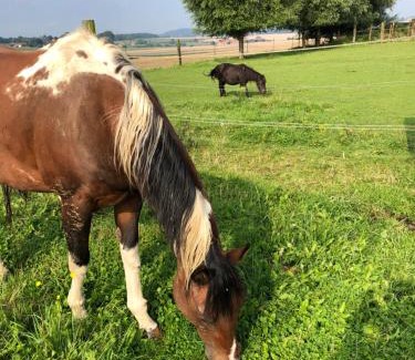 Frasnes-lez-Buissenal Apartment | Pet-Friendly Retreat at La Maison des Chevaux – 8.1/10 Rating