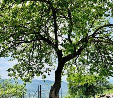 Salerno Bed & Breakfast | Discover La Riggiola: Pet-Friendly with Top Amenities