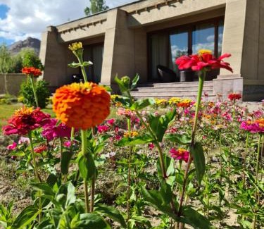 Leh Resort | Eco-Friendly Ladakh Resort with Family and Pet Amenities