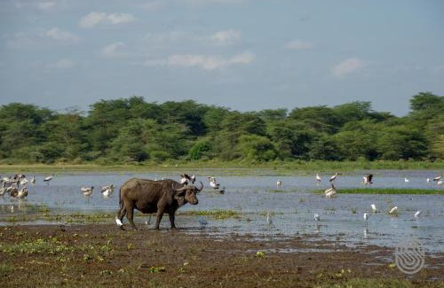 Mto wa Mbu Cabin | Discover Lake Manyara Serena Safari Lodge with Pool & Dining