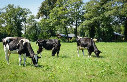 Municipality of Haaksbergen House | Enchanting Landrijk De Reesprong Farm with Ocean Views