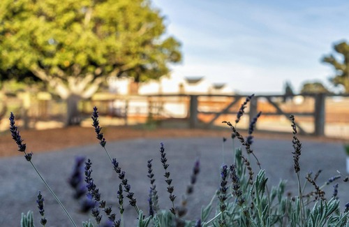 Petaluma House | Welcoming Lavender Hill Farm: Ideal for Longer Stays