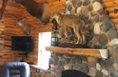 Blaney Park Cabin | Relaxing Retreat at Lazy Cedars Log Cabin with Ocean Views