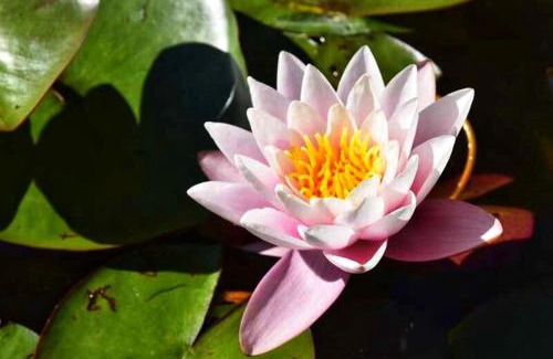 Saint-Nabord Apartment | Discover le Crusoé: Oceanfront Apartment with Pet-Friendly Luxury