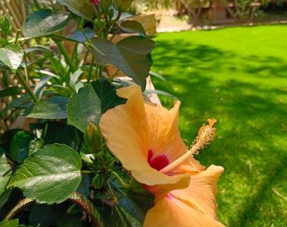 Canet-Plage Other | Charming Le Lagon Rose Bungalow Near Canet Beach