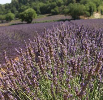 Peyrolles-en-Provence Apartment | Experience Oceanfront Bliss at Les Lauriers de Joelle
