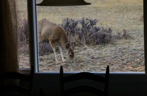 Estes Park Cabin | Bright Cabin Near Rocky Mountain Park with Family-Friendly Perks