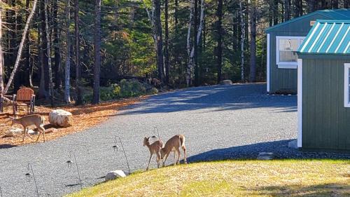 Bass Harbor House | Pet-Friendly Lighthouse Cabins in Scenic Maine - 9.7/10 Rated