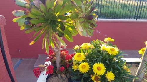 Gela Bed & Breakfast | Discover Lilium In B&B: Pet-Friendly & Family-Oriented Stay