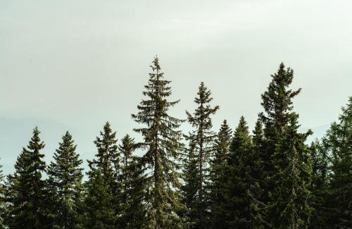 Arriach Ski Chalet | Lima Alpine Lodges - Troadkasten Lisa & Matthias