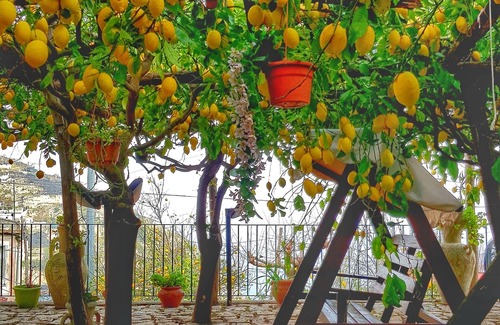 Minori Villa | Experience Limoneto degli Angeli Amidst Amalfi's Lemon Trees