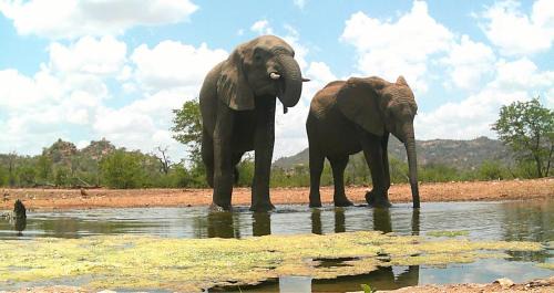 Blouberg Cabin | Discover Limpokwena Nature Reserve: Pet-Friendly Oasis Awaits
