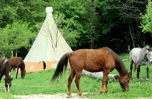 Velika Plana Cottage | Explore Linden Tree Retreat & Ranch: Pet-Friendly Getaway