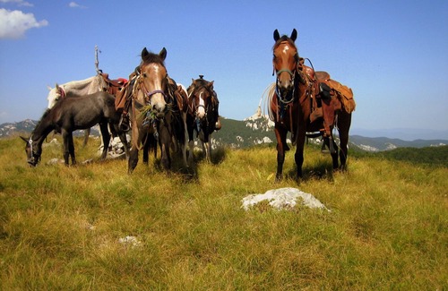 Velika Plana Apartment | Relax at Linden Tree Retreat & Ranch: Pet Friendly Oasis