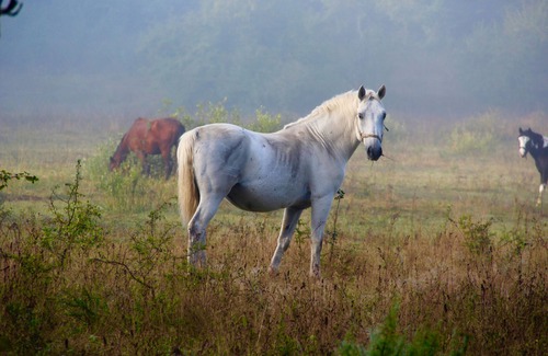 Velika Plana Apartment | Relax at Linden Tree Retreat & Ranch: Pet Friendly Oasis