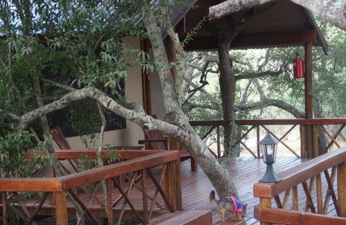 Thorny Bush Game Reserve Cabin | Discover Lion Tree Top Lodge: Oceanfront Bliss Awaits