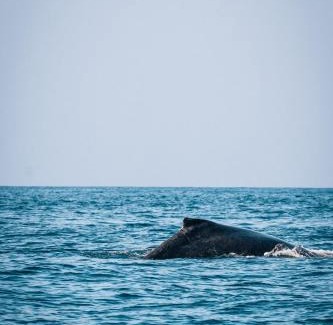 Tofo Bed & Breakfast | Experience Liquid Dive Adventures: Oceanfront Bliss Awaits