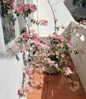 Phitsanulok House | Delightful Little Jasmine by the River: Family-Friendly Stay