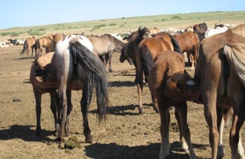 Sergelen Other | Live like a Mongolian Nomad