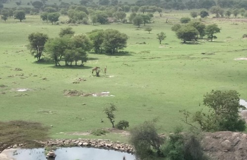 Olakira Camp Cabin | Exceptional Lobo Wildlife Lodge: Pool, Breakfast & Family Fun