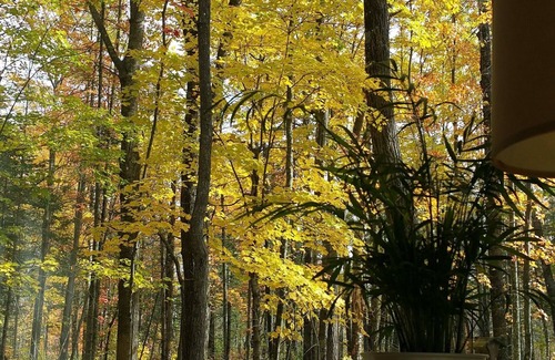 Finlayson Cabin | Discover Tranquility in Solana State Forest Retreat