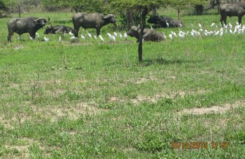 Lochinvar National Park Other | Explore Lochinvar Safari Lodge Near National Park, Zambia