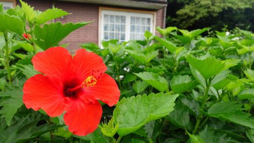 Hachijo Cabin | Lodge Y Lulu ロッジわいるる