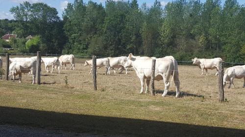 Chaource Hotel | Inviting Logis Le Cadusia: Pet-Friendly Retreat with Pool